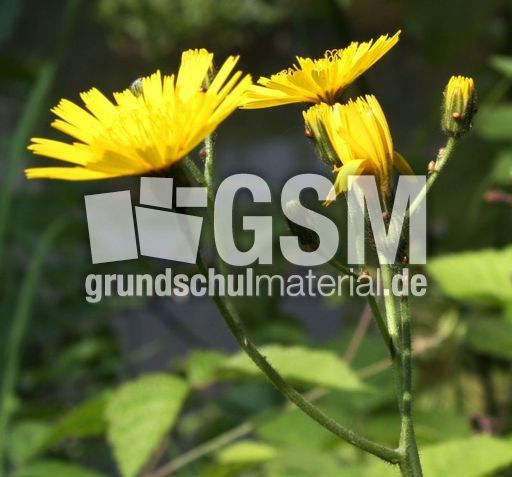 Wiesen-Pippau-098.jpg
